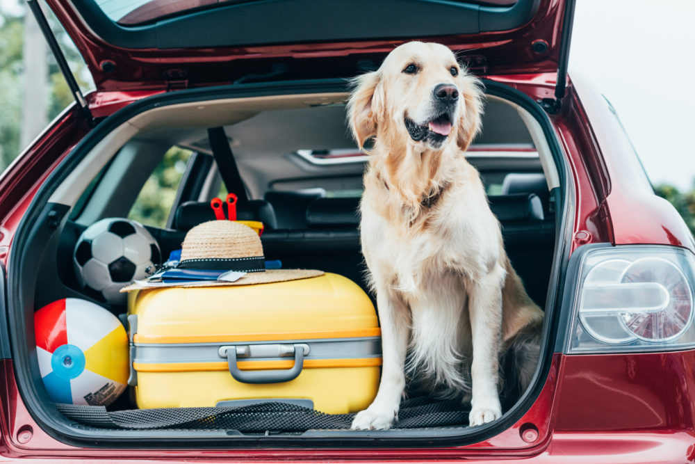 Rejse med hund – Råd og vejledning til udlandsrejsen