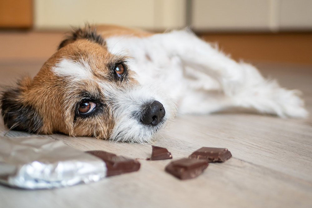 Min hund har spist chokolade – Hvad gør jeg?