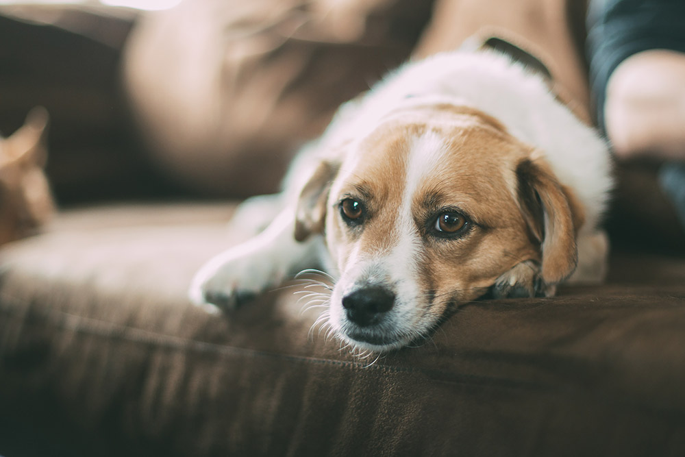 Hundens sygdomme – Se nogle af de mest almindelige