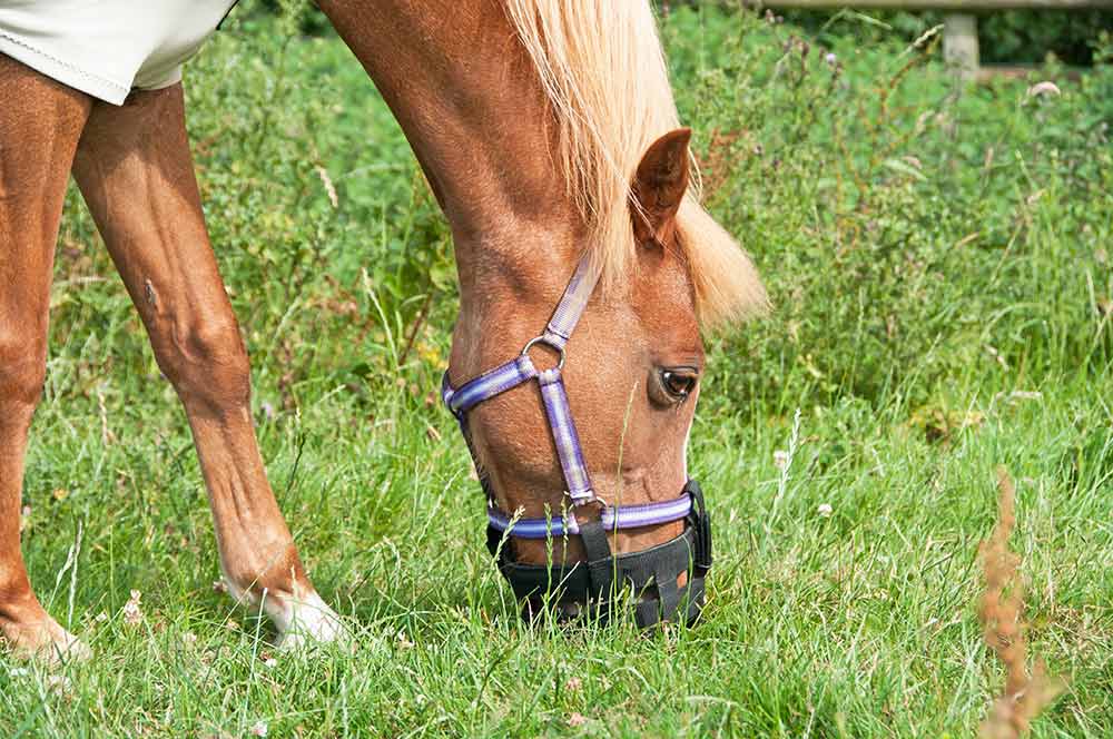 Forfangenhed hos heste – symptomer og årsager