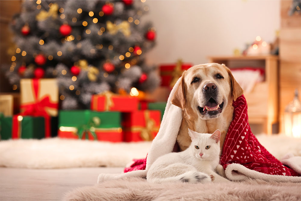 Julens farer for hund og kat