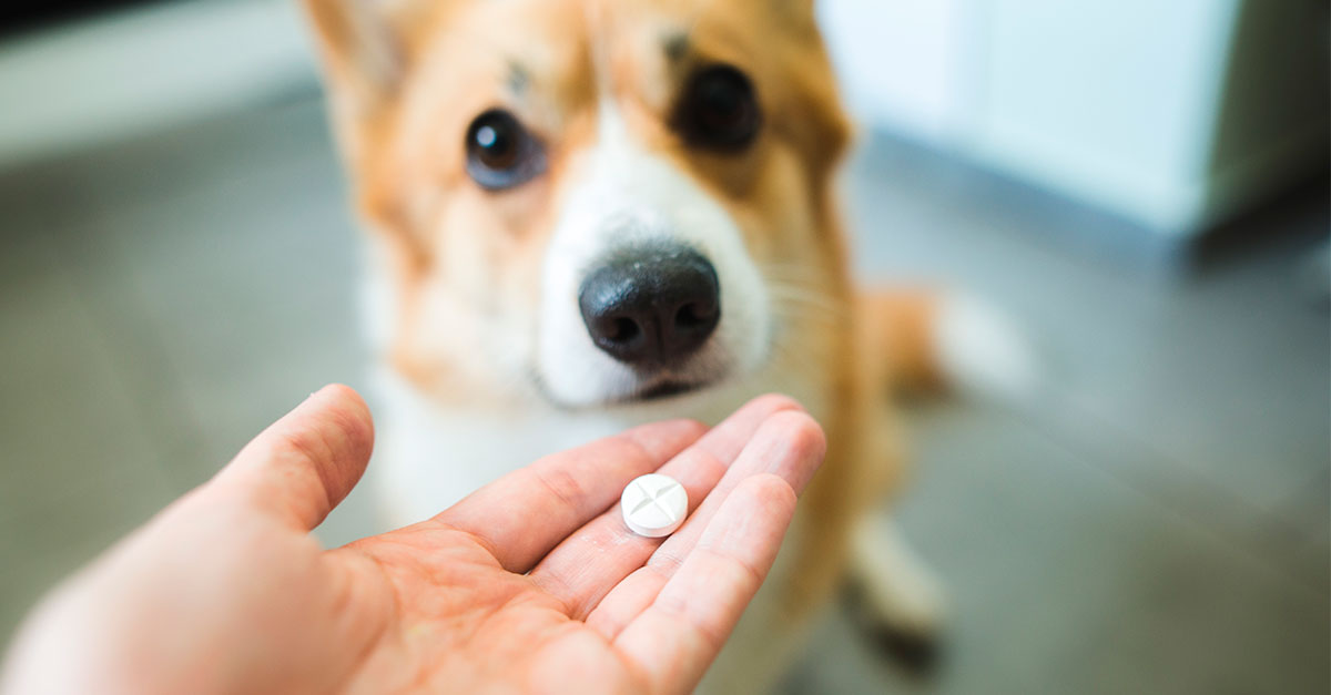 Nye regler om veterinærmedicin træder i kraft i dag.