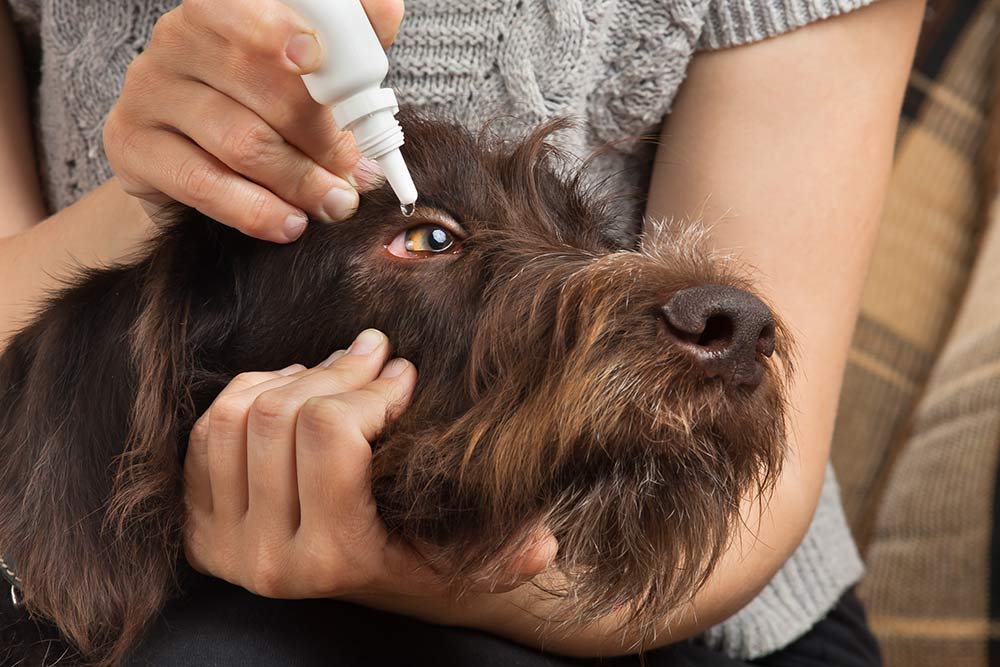Øjenbetændelse hos hund – Symptomer, årsager og behandling