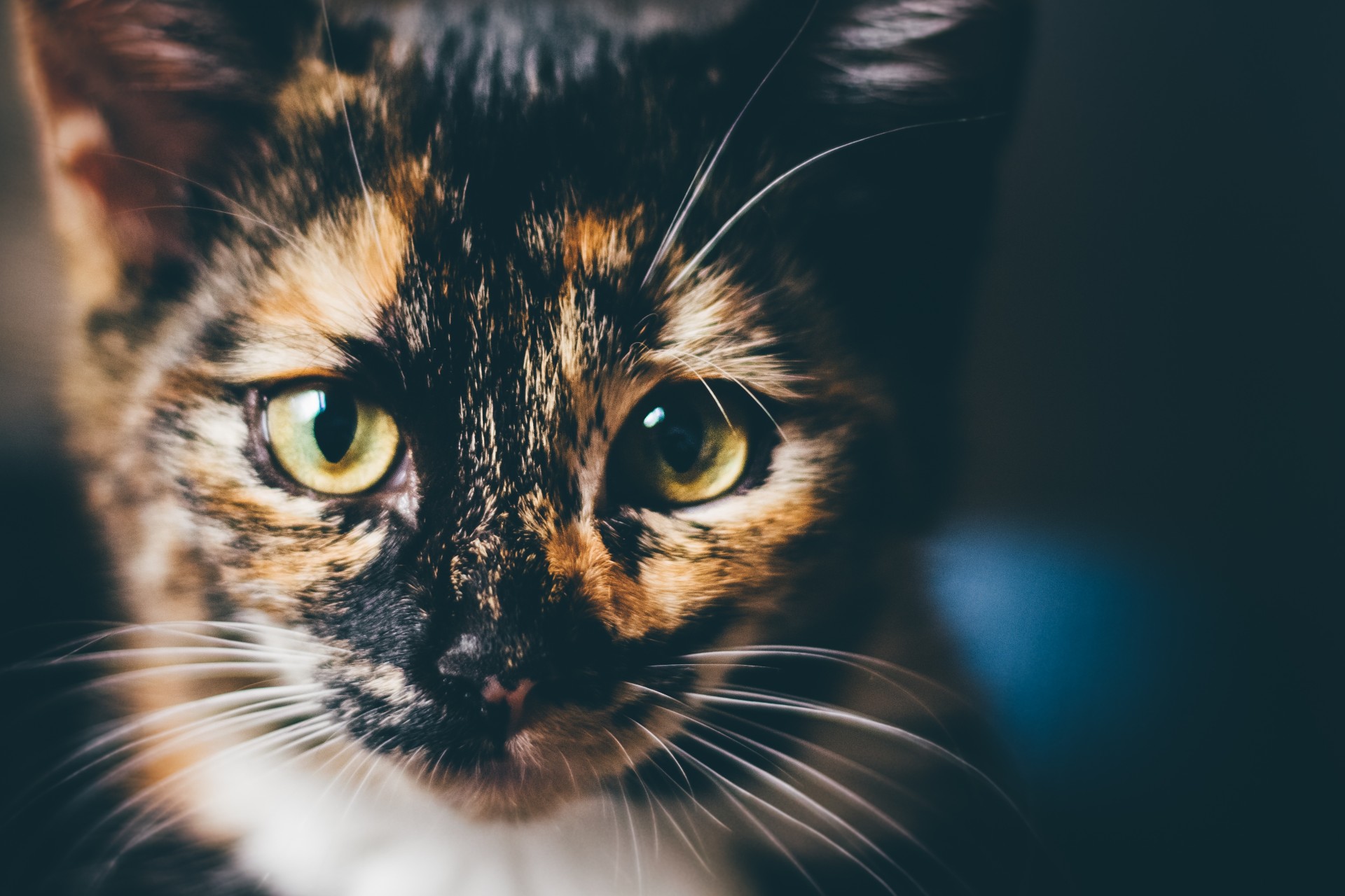 FIV - Kattenes HIV (Katte-AIDS)