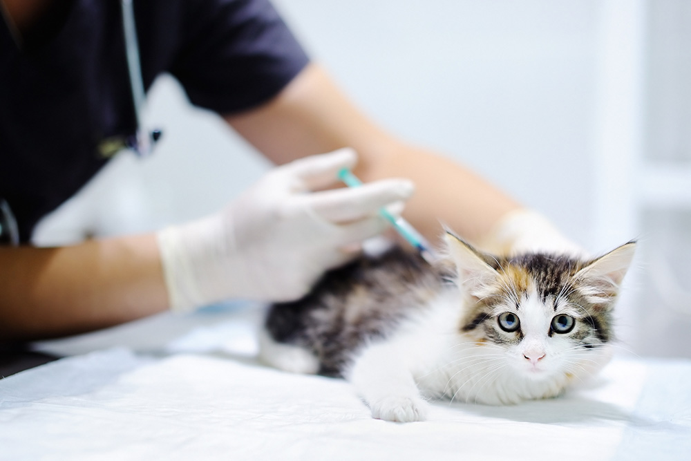 Vaccination af kat