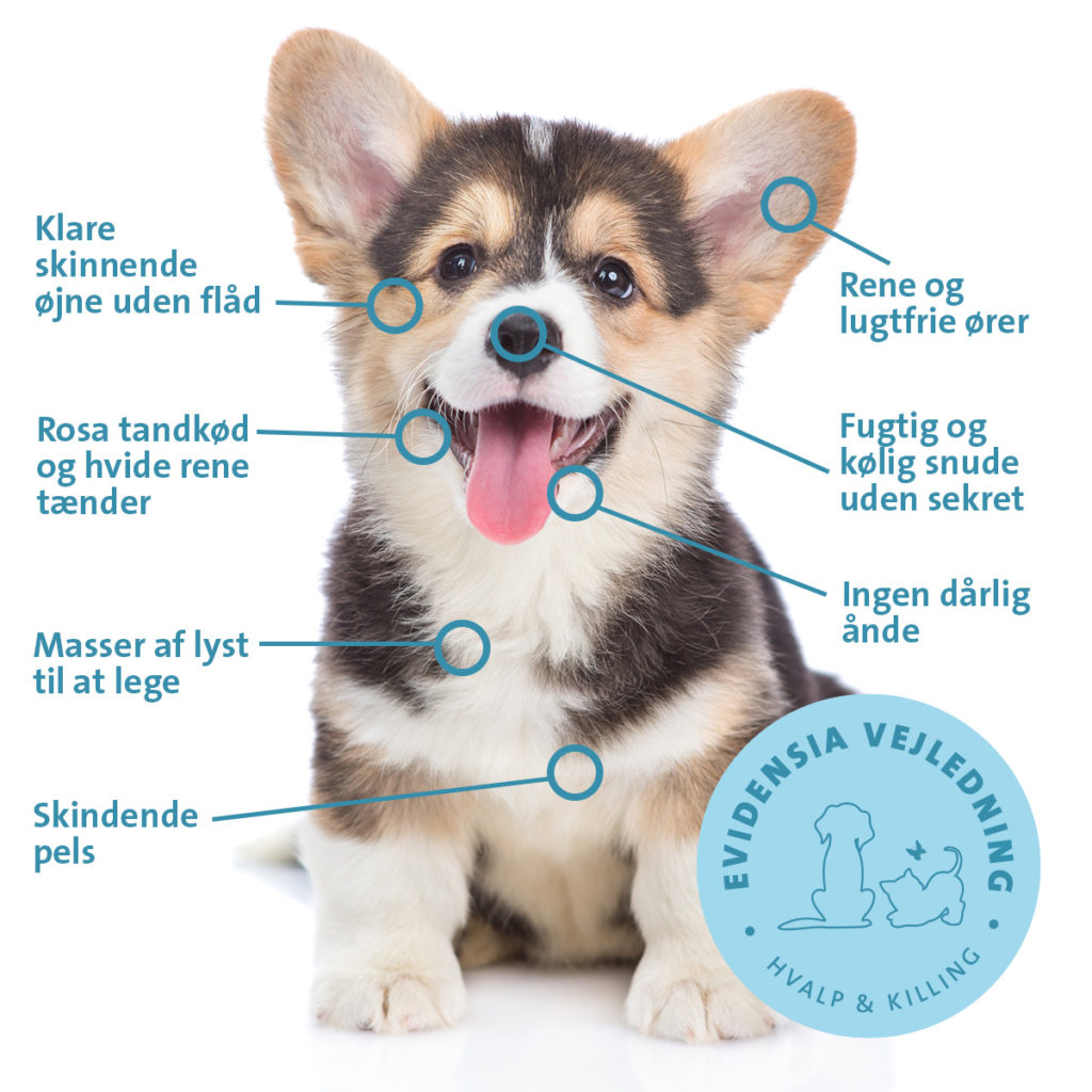 analogi væsentligt Skråstreg Hvalpens sundhed - sund hvalp | Evidensia