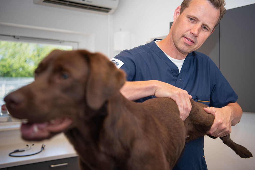 Patellaluksation hos hund – Når knæskallen går af led