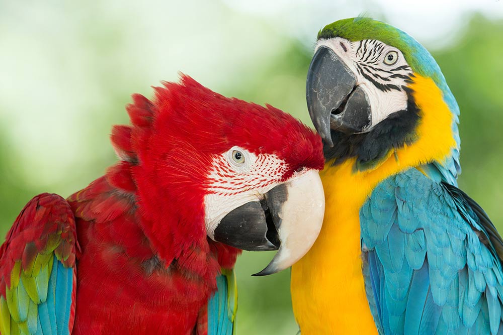 Sundhedsproblemer hos papegøjer grundet forkert fodring