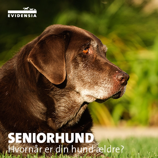 Seniorhund