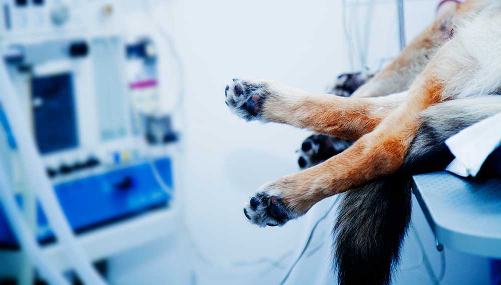 Mavedrejning hunde - kræver akut dyrlægehjælp