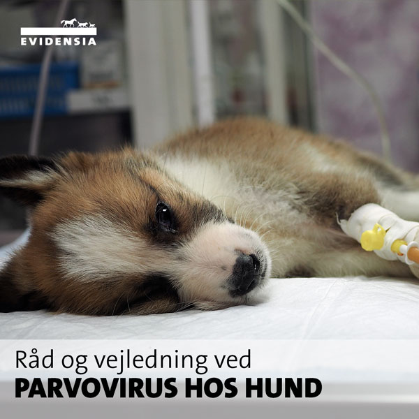 Parvovirus hos hund