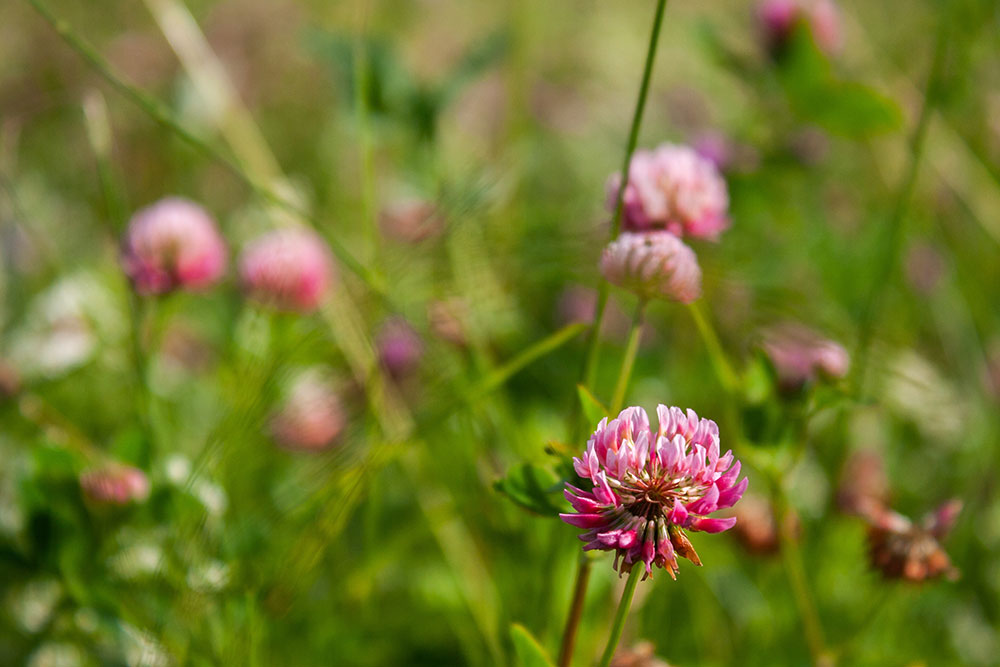 Giftige planter for - Disse oftest problemer i DK Evidensia