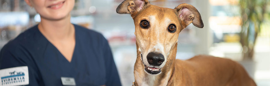 Bloddonorhund på Evidensia Karlslunde Dyrehospital