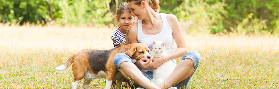 Sommertips til hund og kat