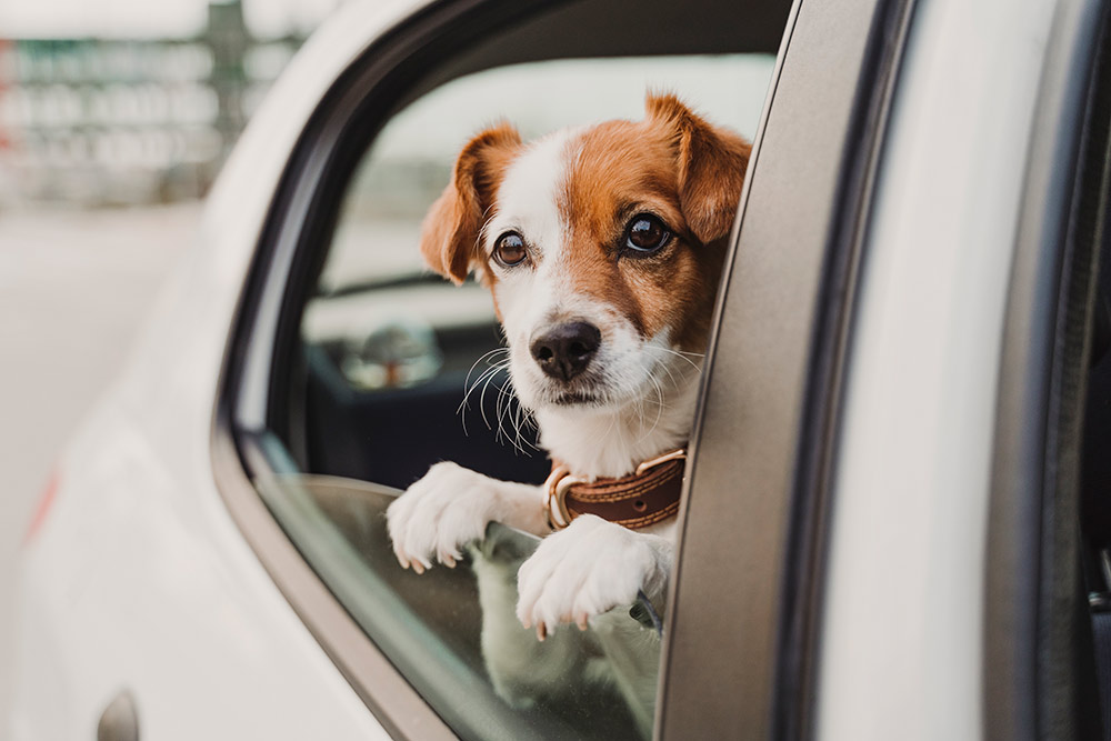 Køresyge hos - Sådan hjælper du din hund | Evidensia