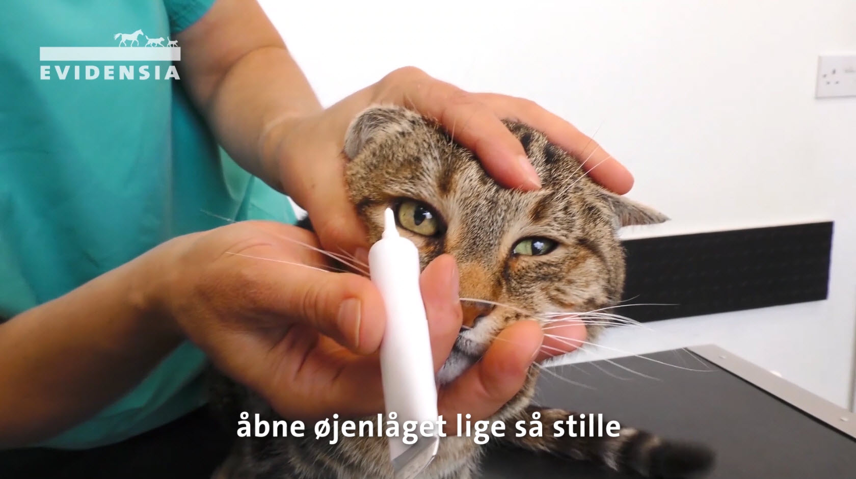 Sådan giver du din kat øjendråber