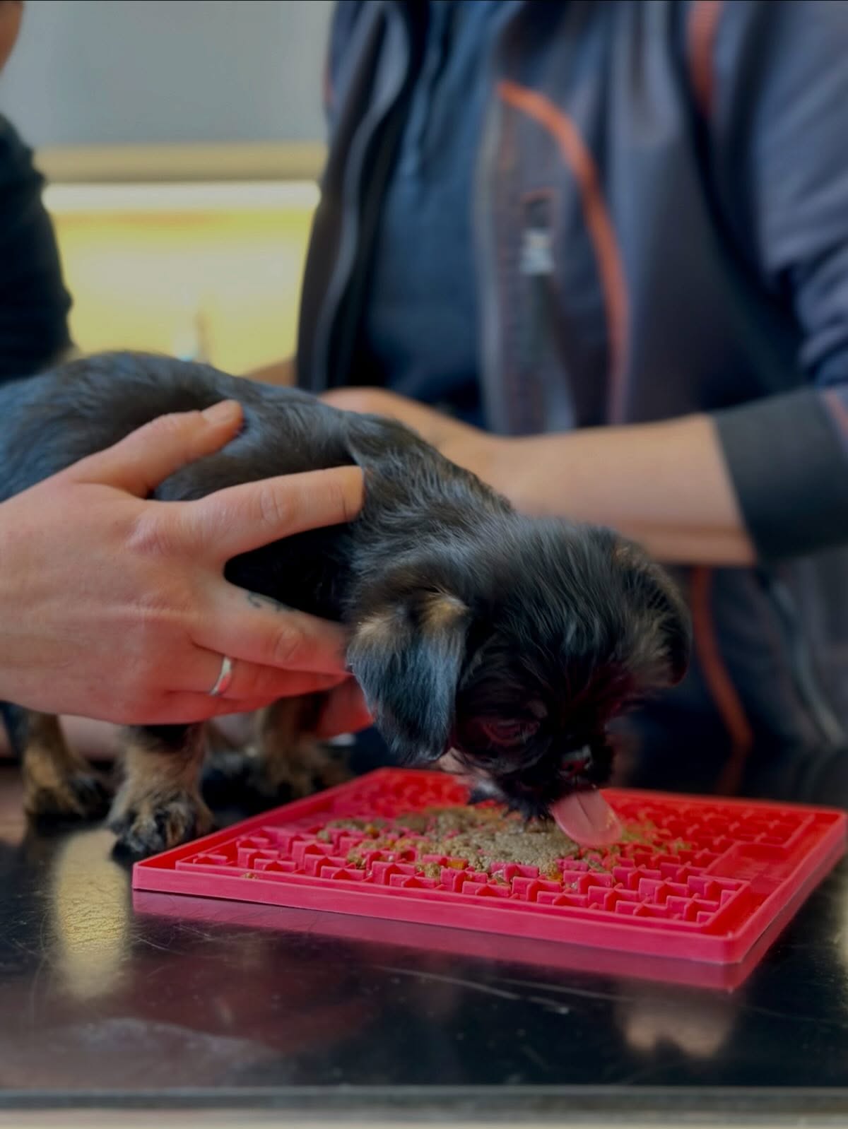 hun spiser mad Evidensia