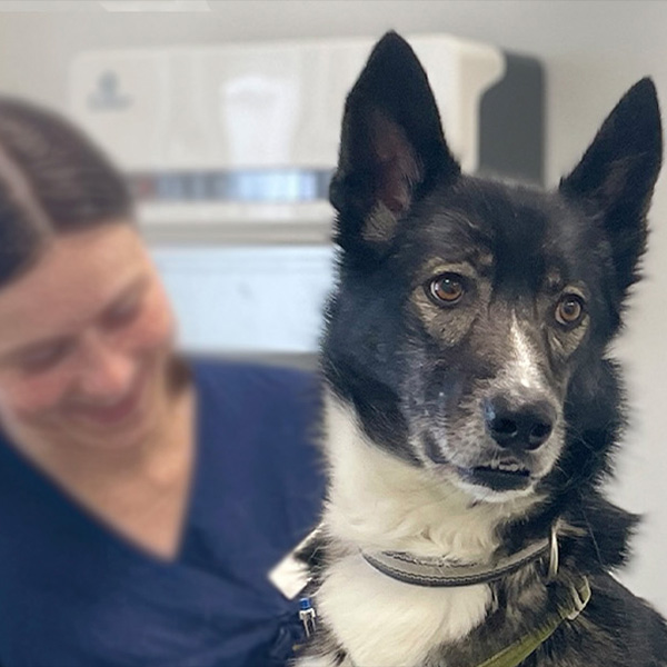 Undersøgelse af hund på Evidensia Brønshøj Dyreklinik
