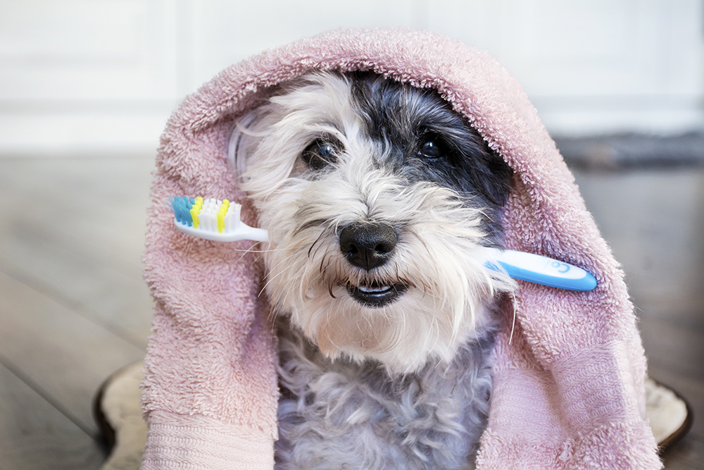 Fritagelse Bærbar knude Tandbørstning på hund - Vejledning | Evidensia