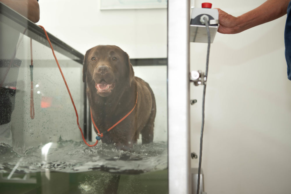 Ny water walker (vandløbebånd) på Slotsbyen Dyreklinik