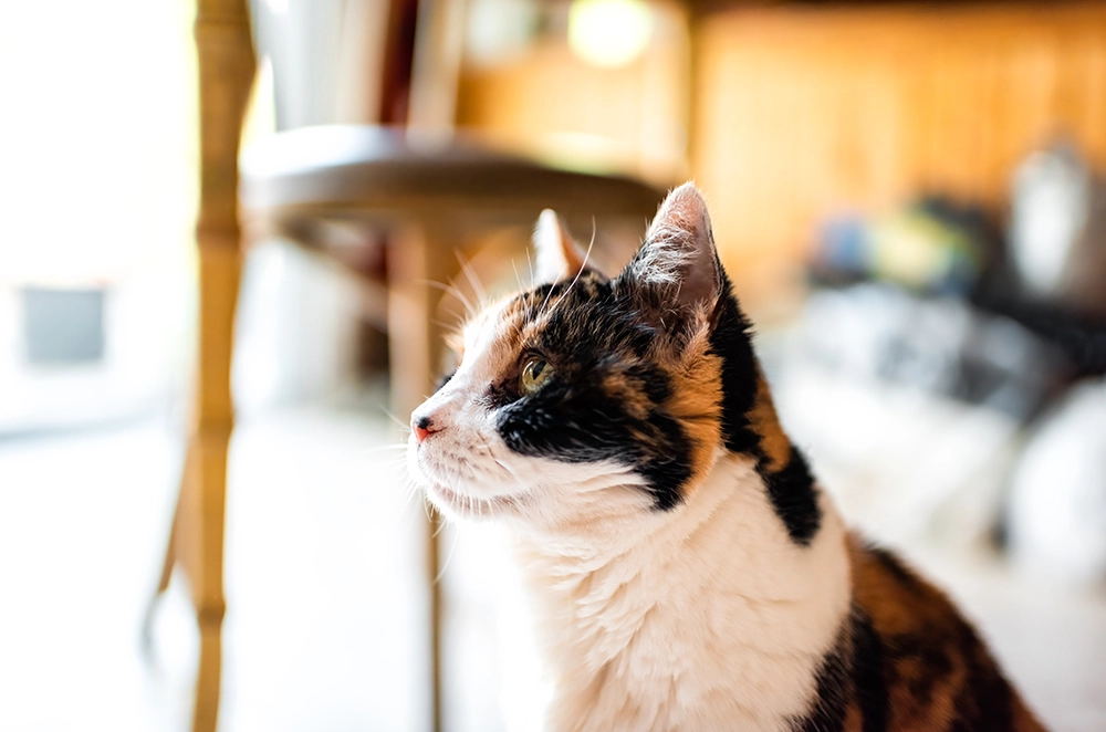 Hvad er gigt hos kat?