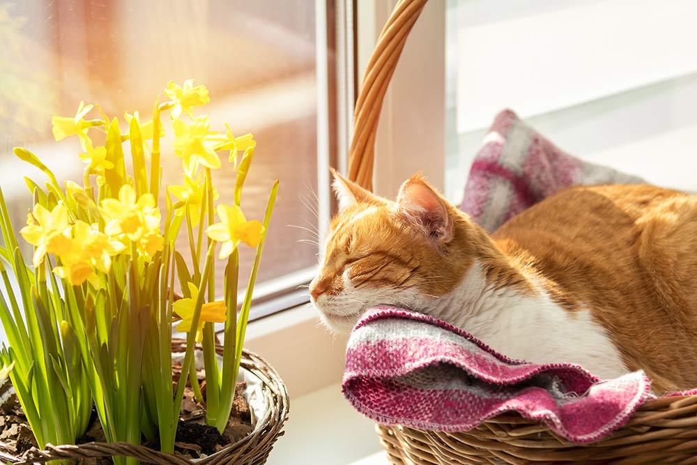 Liljer og andre giftige planter for katte
