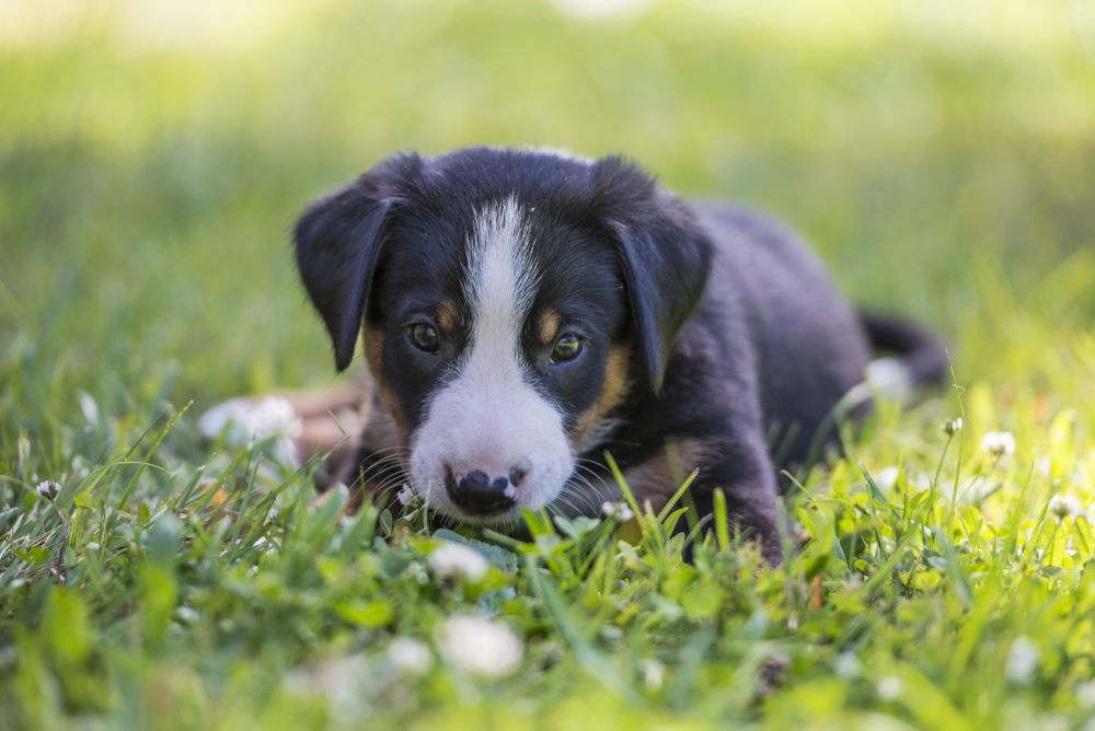 Tilbageholdte mælketænder hos hund Evidensia