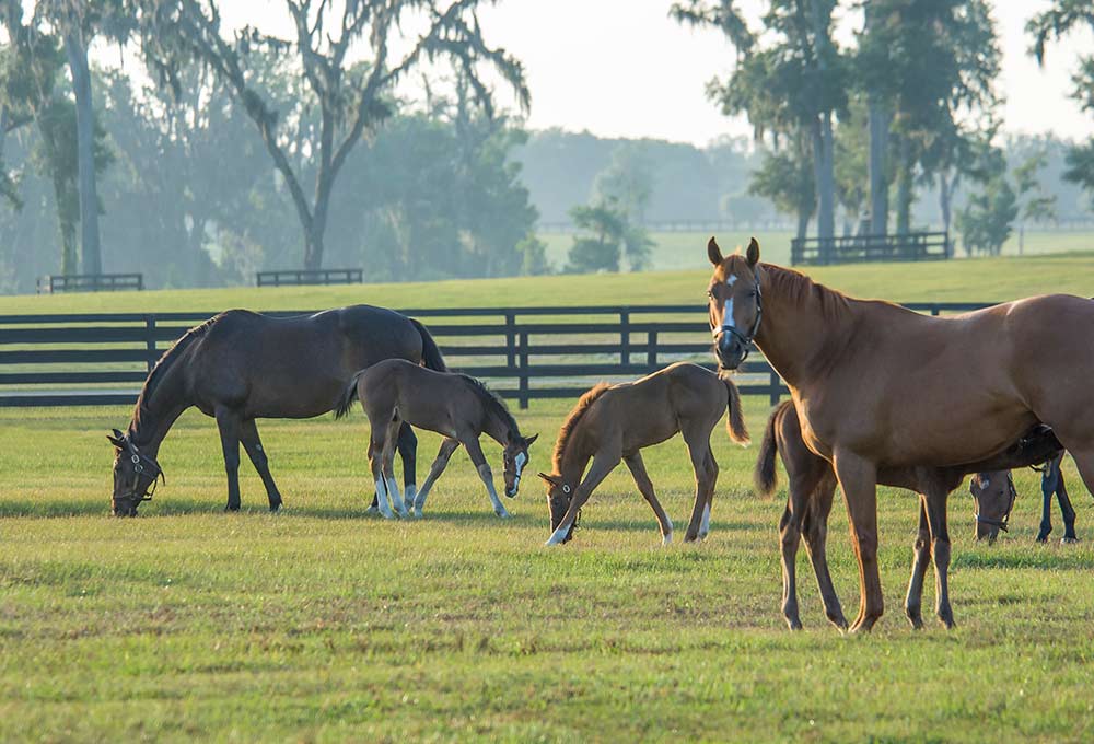 Mavesår hos hest (Equine Gastric Ulcer Syndrome)