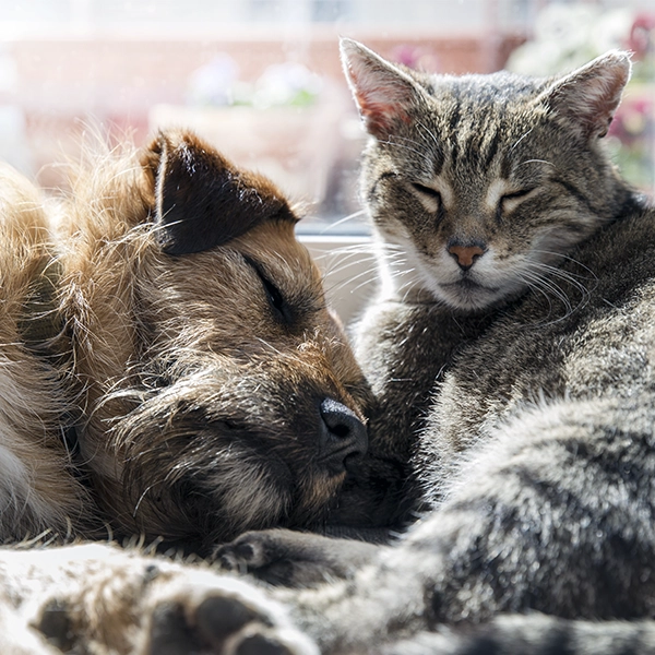 Senior hund og kat