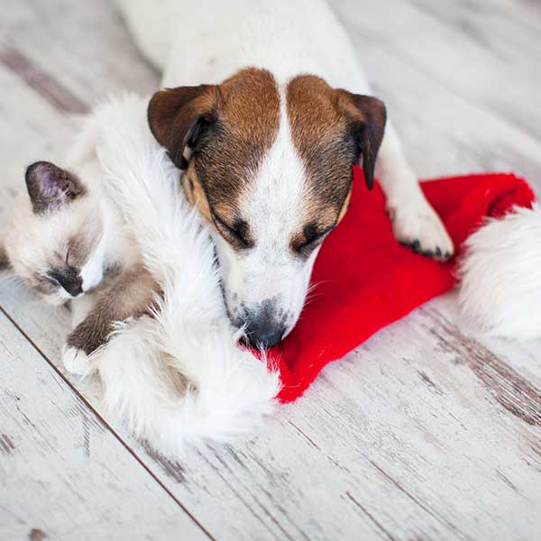 Jul og Nytår for hund og kat