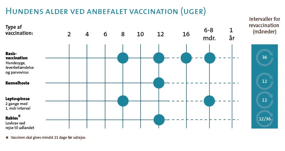 Vaccination af hund