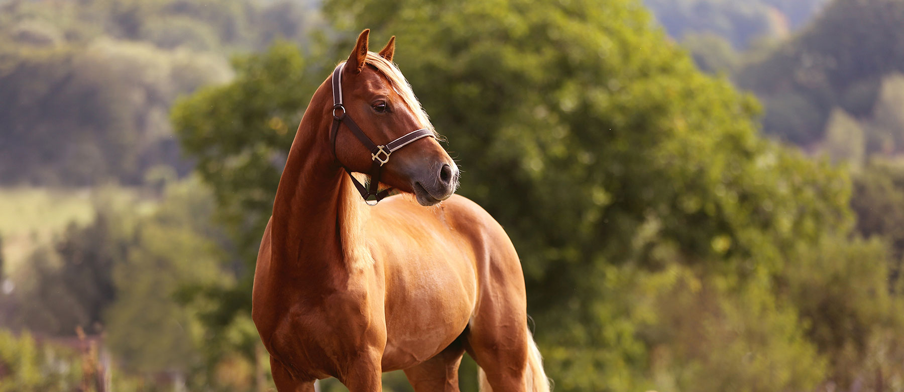 Hest
