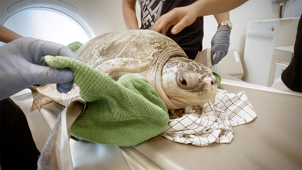 Havskildpadde-til-CT-scanning-på-Evidensia-Karlslunde-Dyrehospital