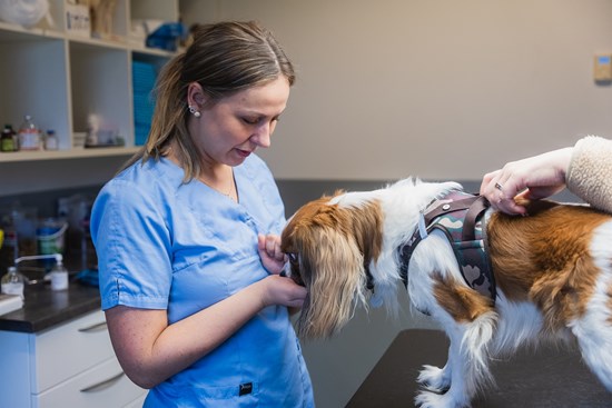 Dyrlæge på Evidensia Rødovre Dyreklinik med patient