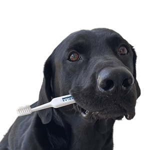 Sød hund med tandbørste