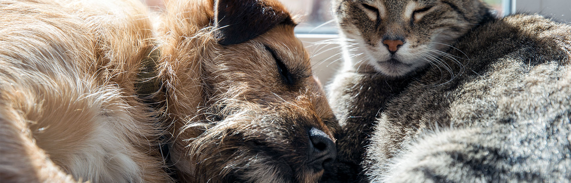 Senior hund og kat
