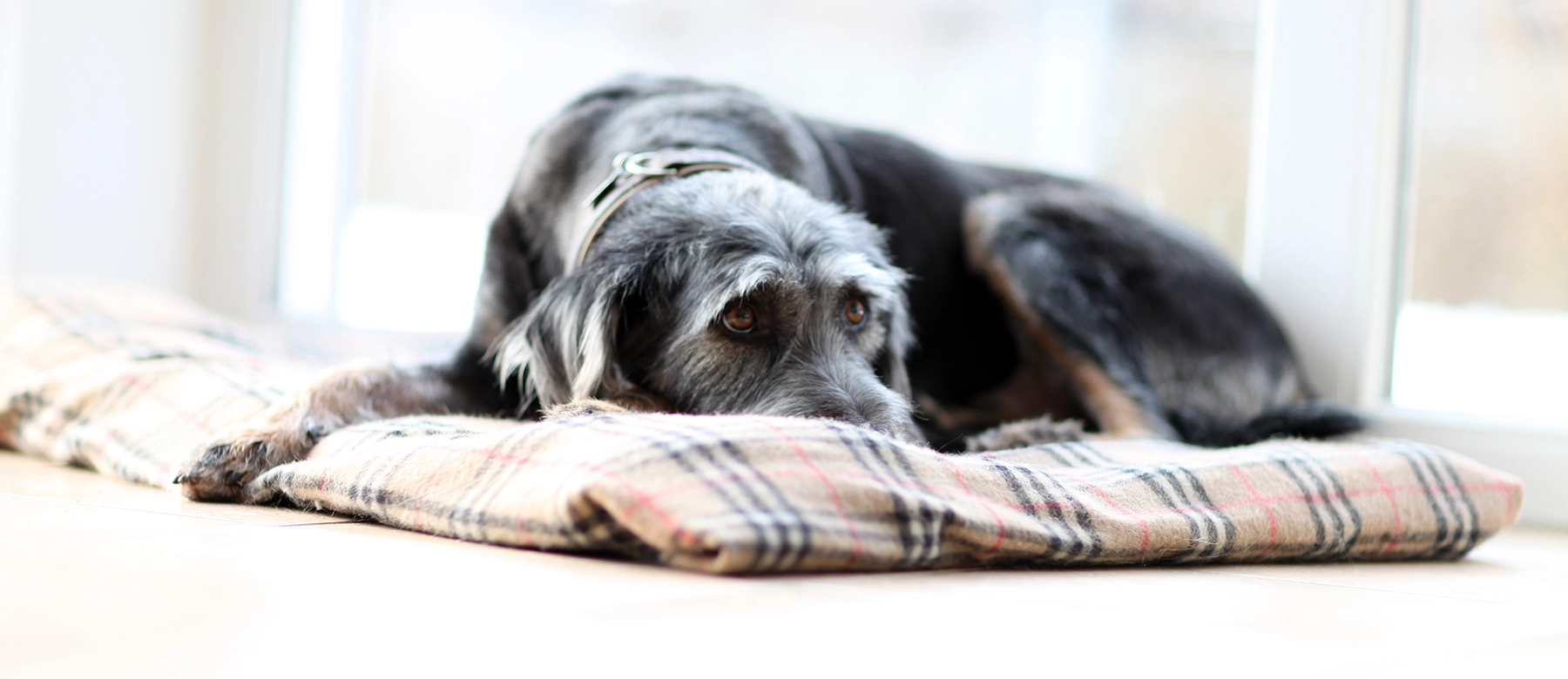 Gigt hos hund og kat