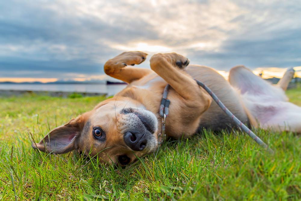 Hvor stor er risikoen for, at min hund får flåter?