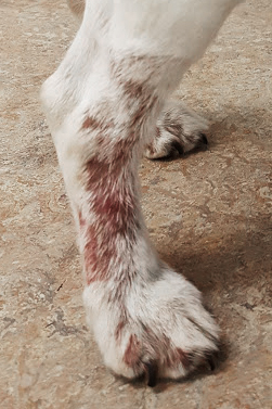 råolie omhyggelig badminton Hårsækmider hos hund (Demodex) | Evidensia