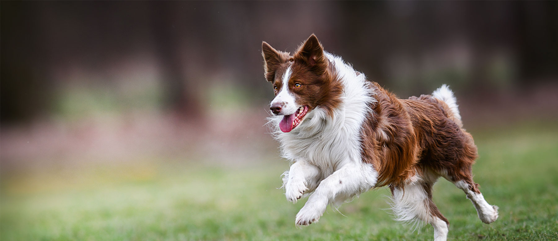 Hund i natur