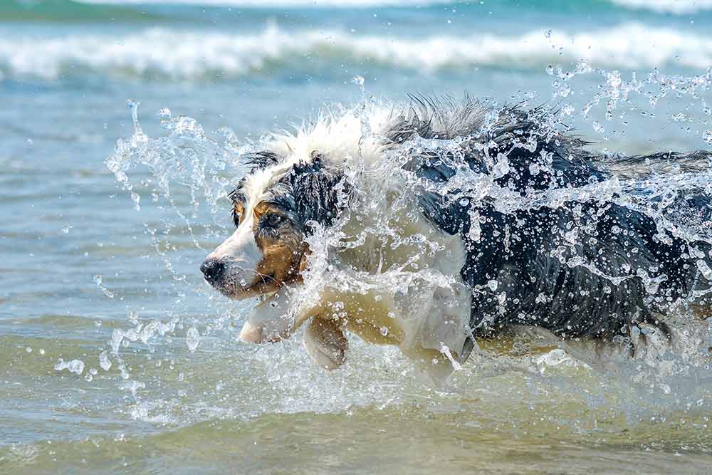 Betjening mulig Sanktion Mathis Hotspot hos hunde - Forebyggelse og behandling | Evidensia