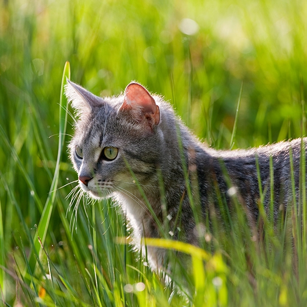 kat i græs