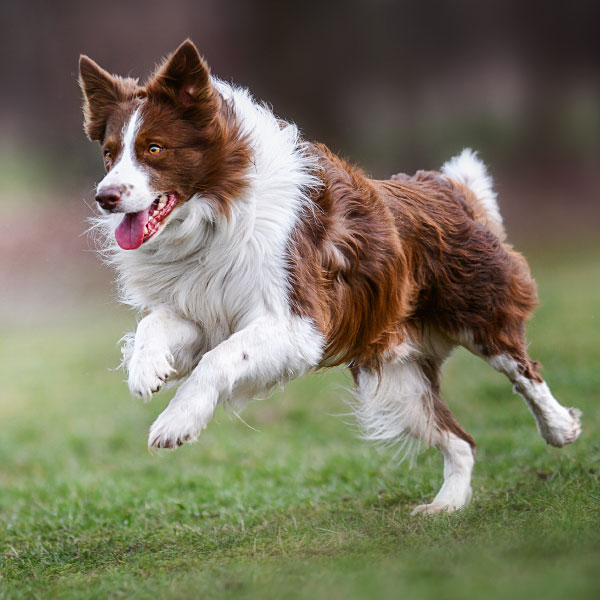 Hund i natur