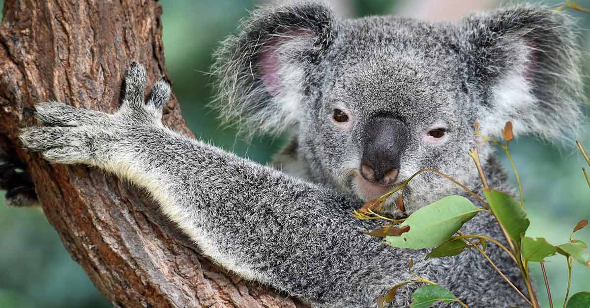 IVC Evidensia sender veterinærhjælp til brandkatastrofen i Australien