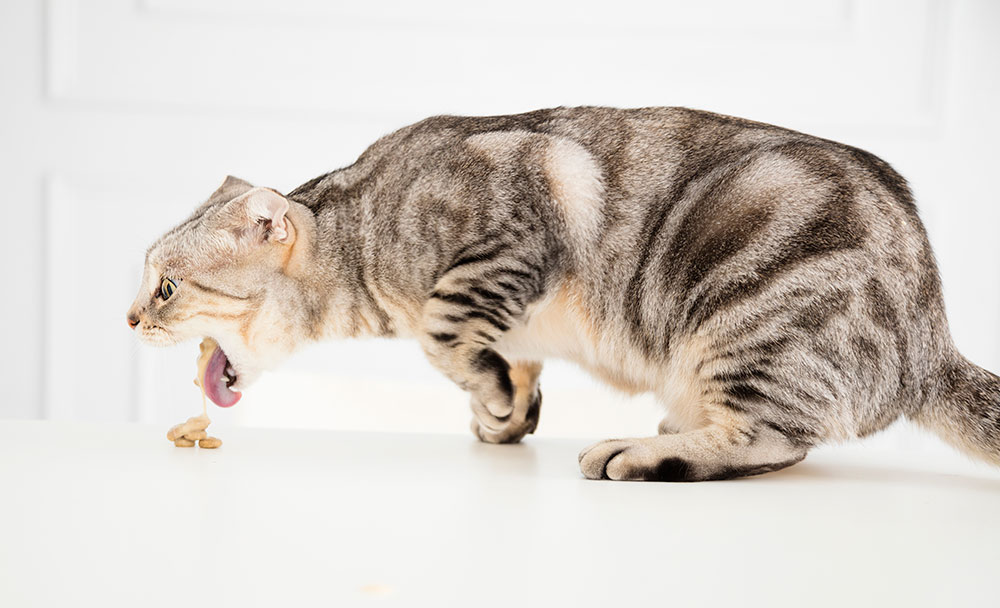 bund Shinkan Botanik Kat kaster op | Evidensia