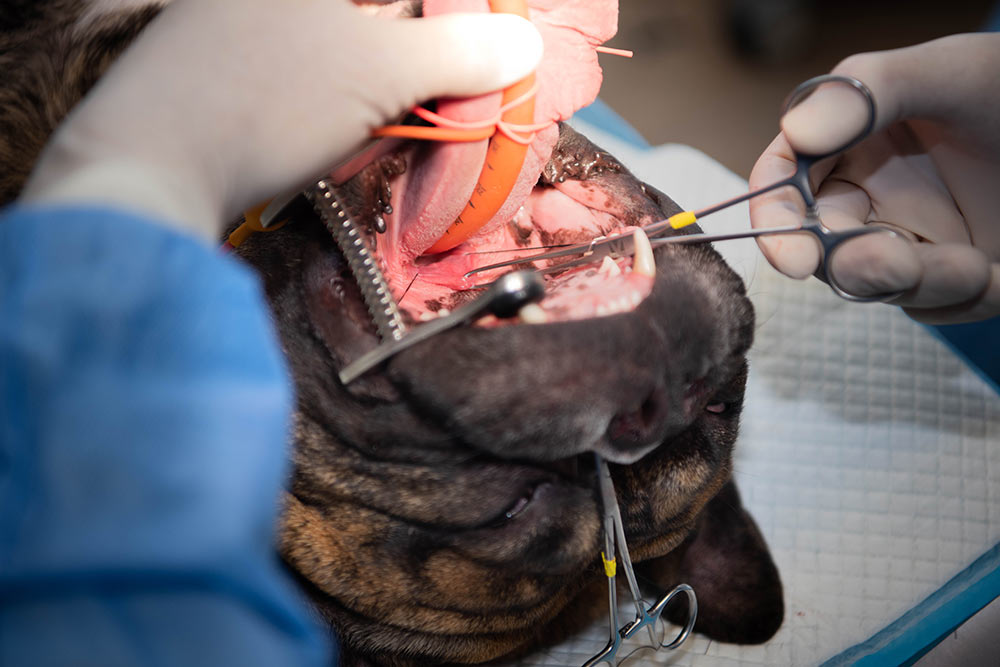 Operation af blød gane hund - BOAS | Evidensia