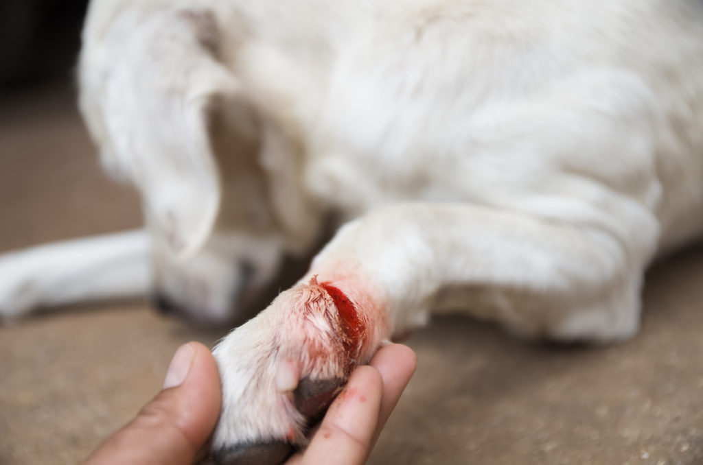 auktion resterende Ampere Rense sår på din hund - Råd og vejledning | Evidensia