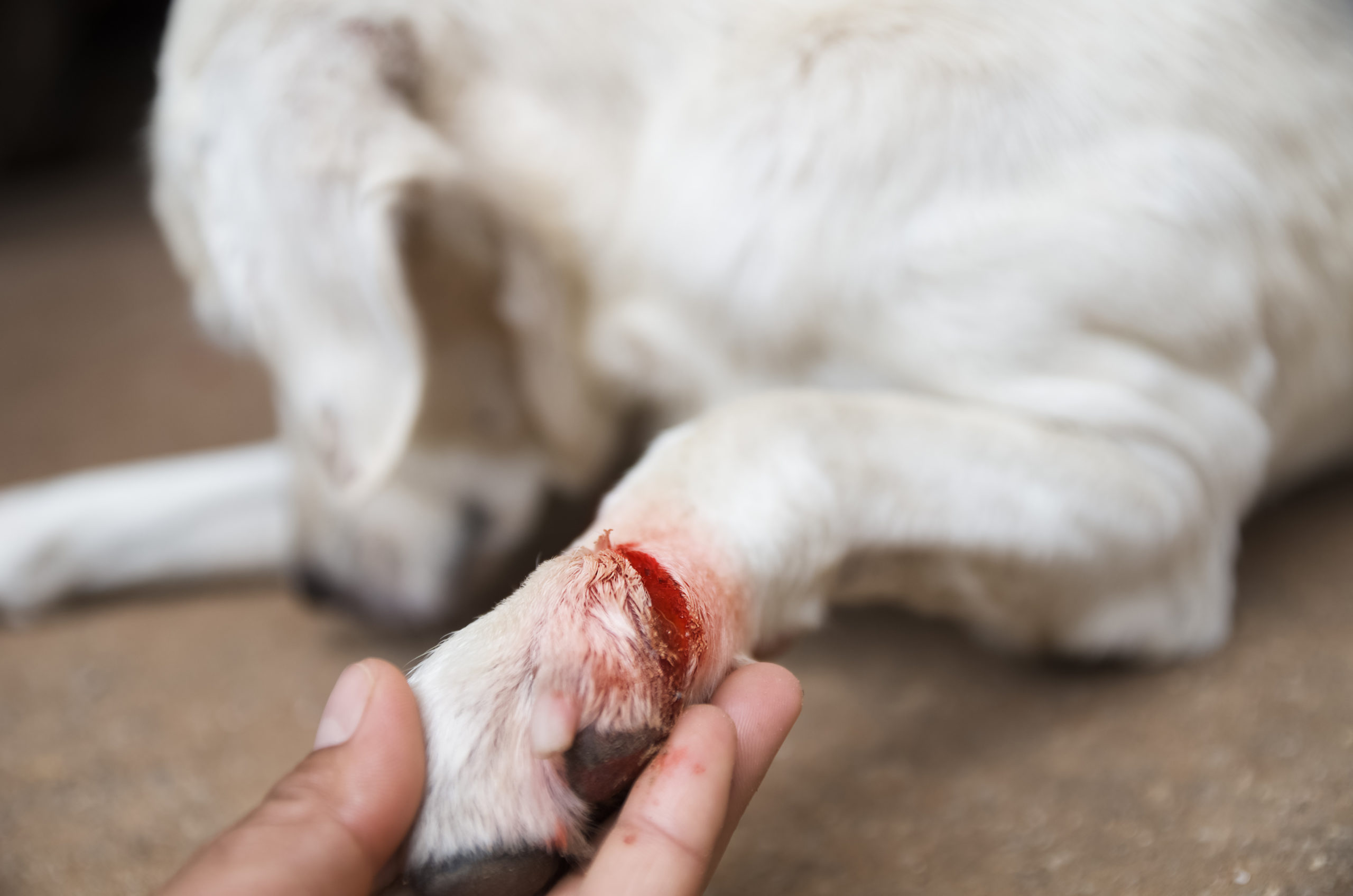 Rense sår på din hund – Råd og vejledning