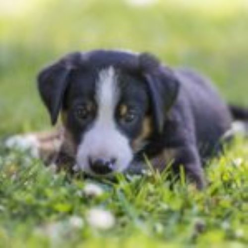 Hund der ligger i grønt græs