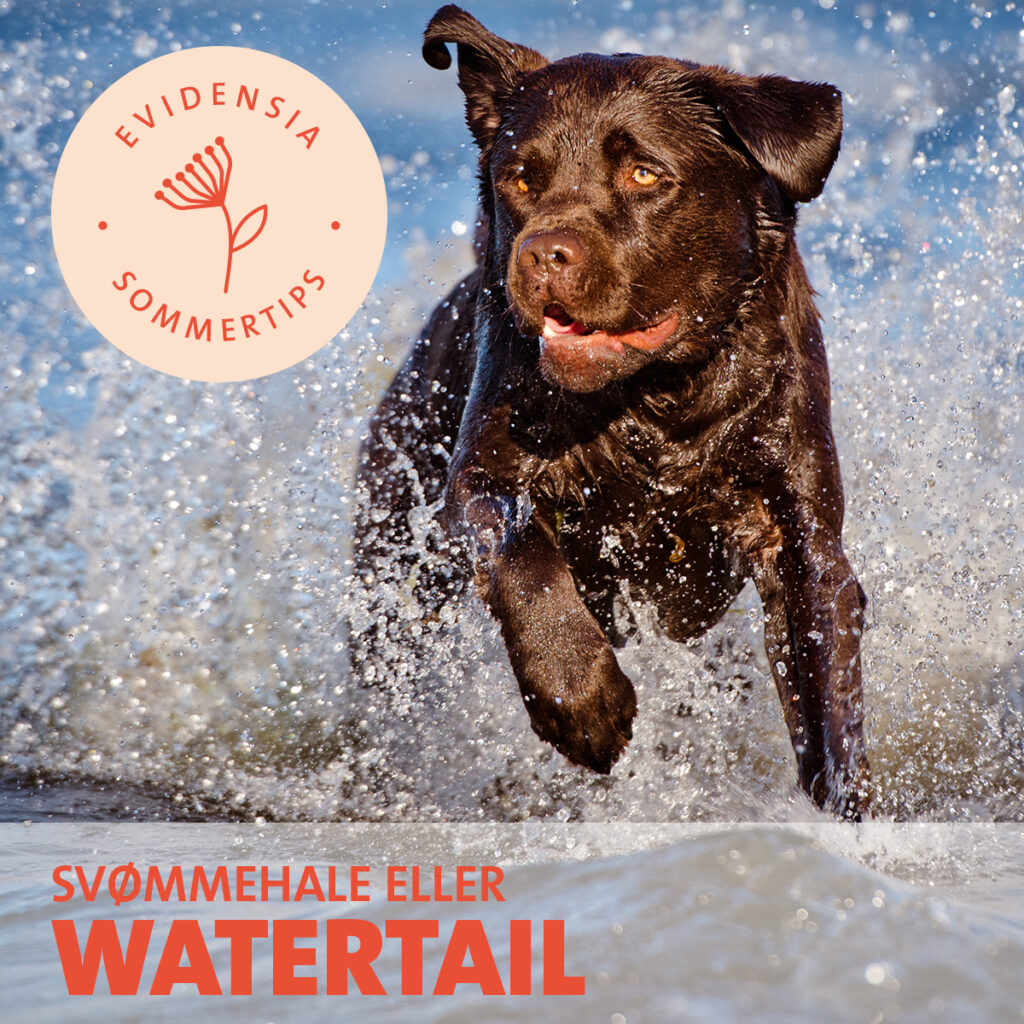 Svømmehale eller watertail hos hund
